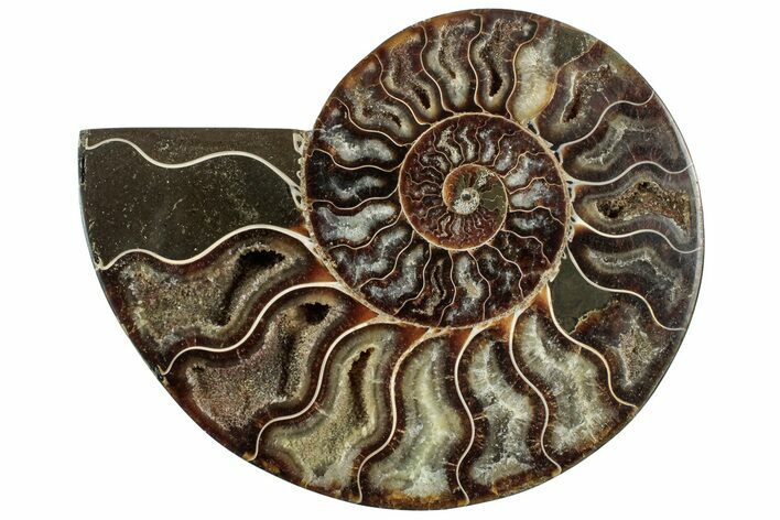 Cut & Polished Ammonite Fossil (Half) - Madagascar #317932